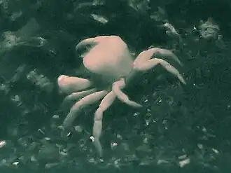 Austinograea yunohana