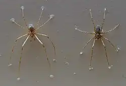 Stiphidion facetum (macho e fêmea)