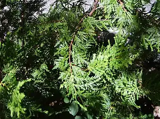 Austrocedrus chilensis