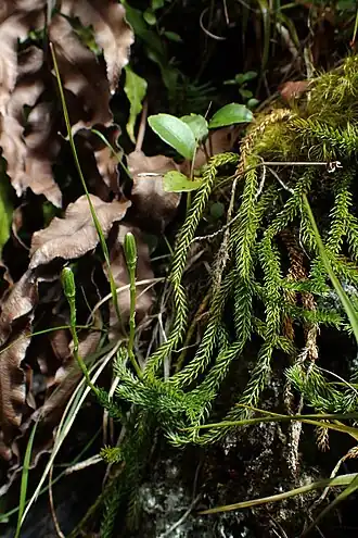 Espécimes de Austrolycopodium fastigiatum