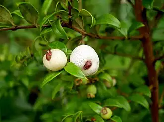 Austromyrtus dulcis
