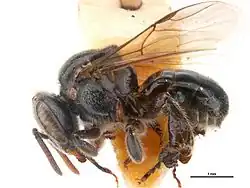 Operária de A. cassiae. Barra = 1&nbsp;mm