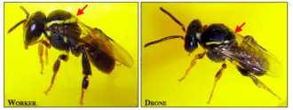 Operária (esquerda) e macho (direita). As setas indicam a mancha amarela lateral do tórax presente apenas nas operárias.