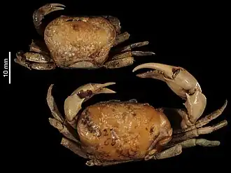 Austrothelphusa transversa