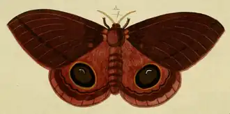 Ilustração da fêmea, por Cramer & Stoll