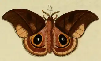 Ilustração do macho, por Cramer & Stoll