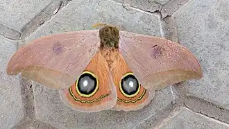 A. hamata em Caetité.