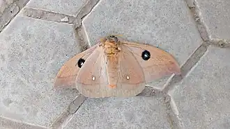 Face inferior da A. hamata.