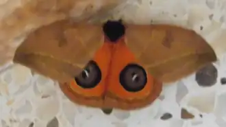 A. jucunda por Veronidae.