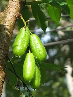 Averrhoa bilimbi (frutos).