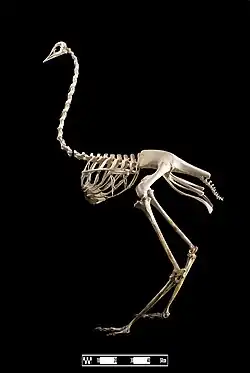 Esqueleto em vista lateral