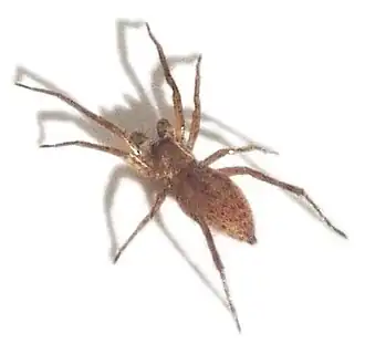 Aysha velox, Anyphaenidae.