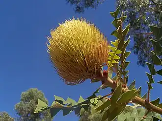 Banksia baxteri no Kings Park, na Austrália Ocidental
