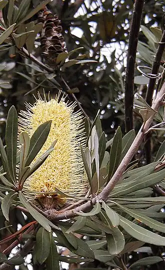 Banksia integrifolia subsp. integrifolia