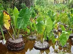 Cyrtosperma merkusii