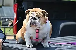 File:Babydog Justice, 30 June 2021.jpg