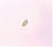 Tetraselmis suecica.