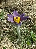 Pulsatilla vulgaris (backsippa)
