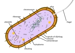 Bacteria