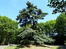 A cedar of Lebanon[2]