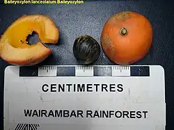 Fruto e semente de Baileyoxylon lanceolatum