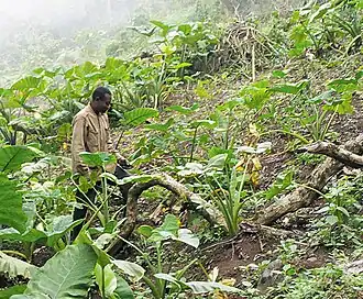 Um agricultor em Camarões sobe uma colina, cercado por sua plantação de folhas grandes.
