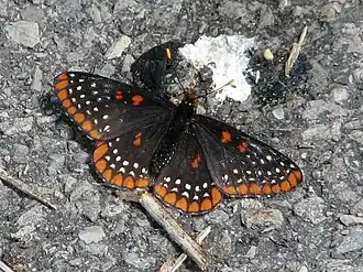 Euphydryas phaeton (Ottawa, Ontário, Canadá).