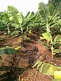 Irrigação por gotejamento e tubos sobressalentes de irrigação por gotejamento em uma fazenda de banana em Chinawal, Índia