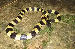 Krait-de-faixas no Parque Nacional de Cat Tien, Vietnã