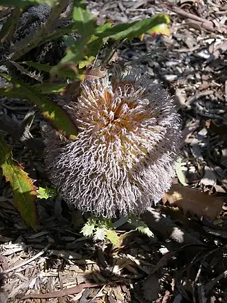 Inflorescência de Banksia baueri