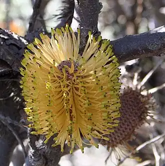 Banksia candolleana, perto de Badgingarra&nbsp;[en]