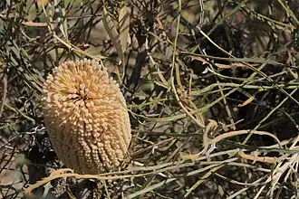 Banksia lullfitzii na Hollywood Reserve, Perth