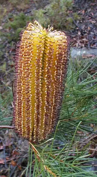 Banksia spinulosa var. spinulosa