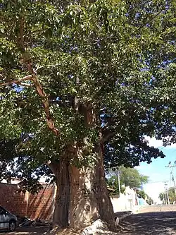 Baobá em Itaberaba na Bahia