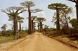 Adansonia grandidieri.