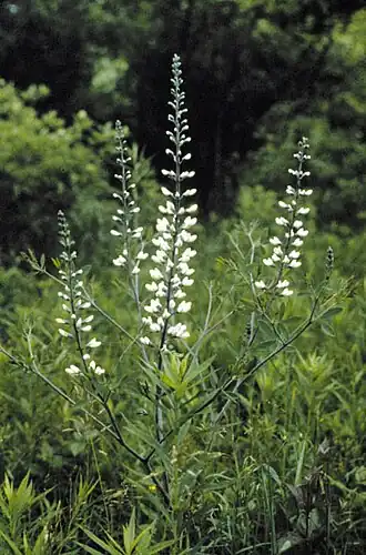 Baptisia leucantha