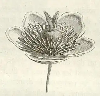 flor de Barbeuia madagascariensis