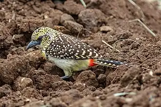 Barbaças-de-cabeça-vermelha