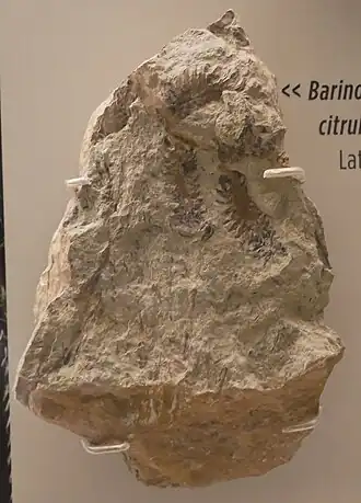 Fóssil de Barinophyton citruliforme, Museu do Estado de Nova Iorque