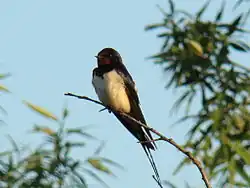 Vocalizações enganosas são emitidas por machos de andorinhas-das-chaminés (Hirundo rustica).