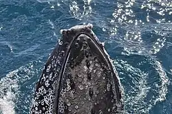Cicatrizes de cracas desprendidas em uma baleia-jubarte