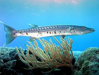 Barracuda a pairar na corrente no Paradise Reef, Cozumel, México