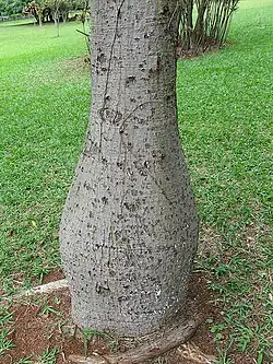 Detalhe da "barriga"