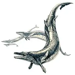 Basilosaurus Um cetáceo Comprimento: 15–18 m