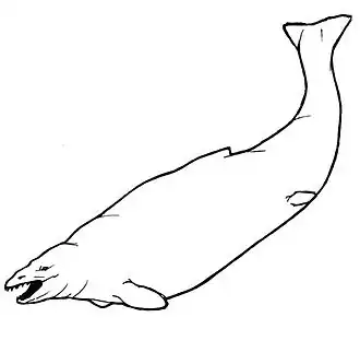 Basilosaurus