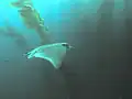 Bat Ray in kelp forest, San Clemente Island