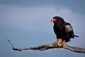 O nome pode derivar da palavra shona para águia-bateleur