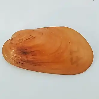 Bathymodiolus azoricus