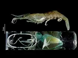 Bathypalaemonella adenensis