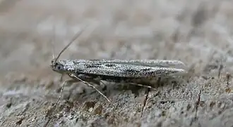 Batrachedra praeangusta